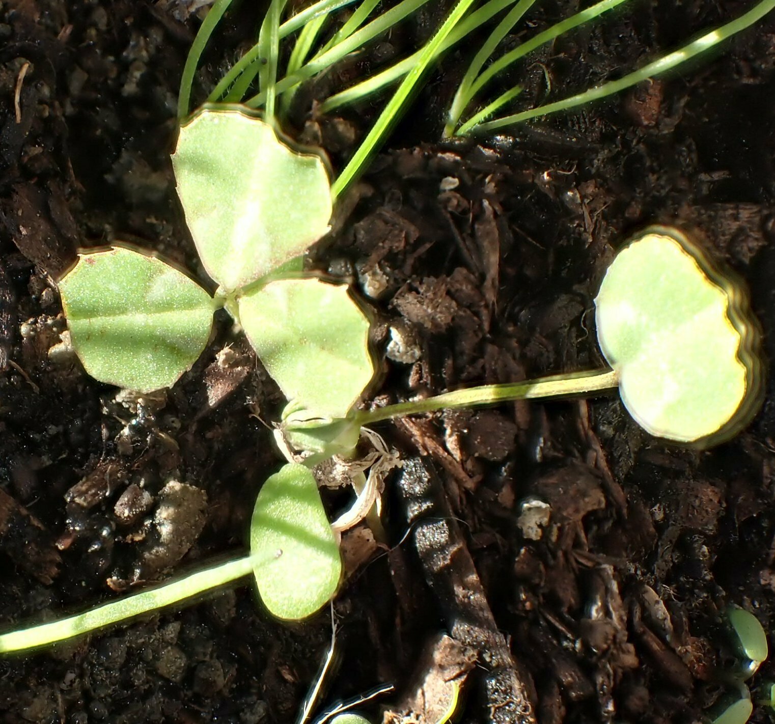 High Resolution Trifolium fucatum Shoot